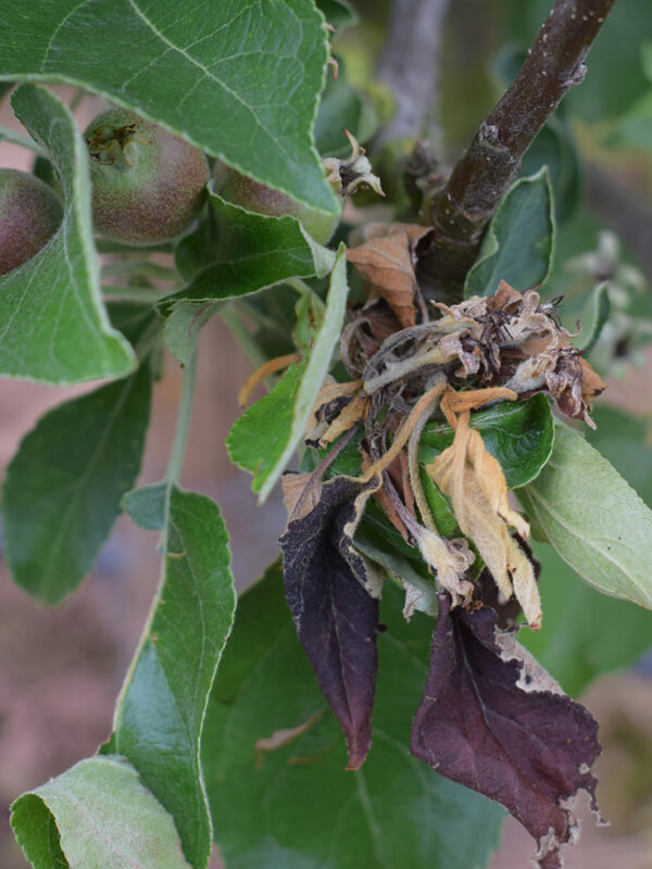 Apple Orcahrd 600 x 800px47